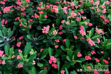 如何扦插梅花繁殖，时间和方法