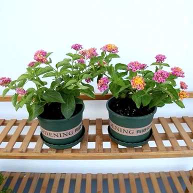 冬天花什么时候开花，四季开花有哪些花？
