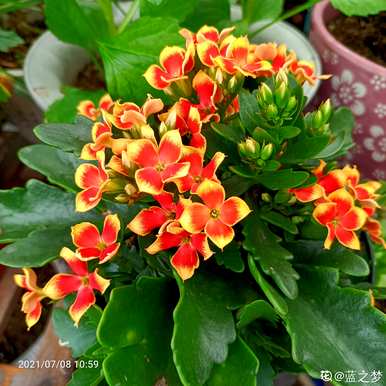 如何养长寿花开花鲜艳，如何养长寿花？