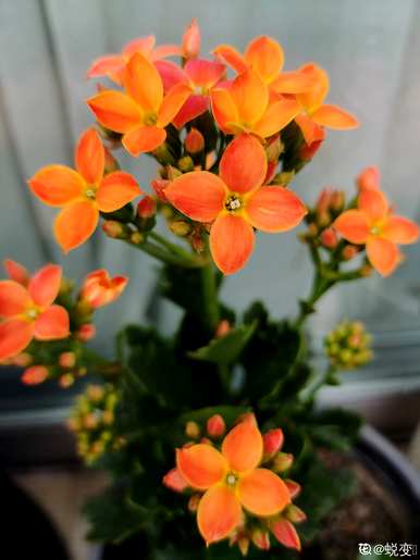 如何养长寿花开花鲜艳，如何养长寿花？
