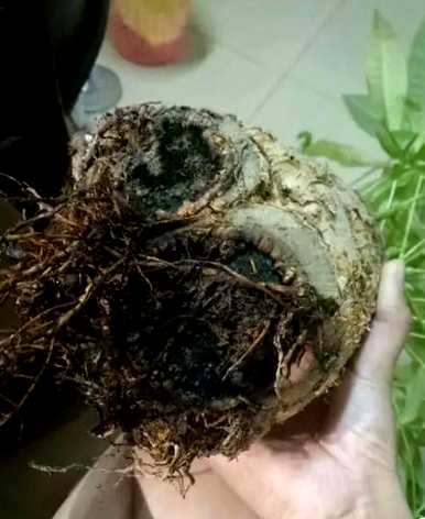 发财树能自吸盆养殖吗？发财树能水培吗？