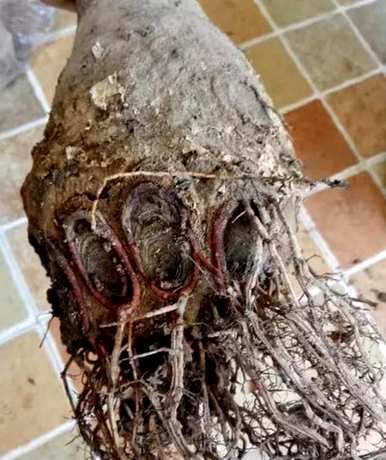 发财树能自吸盆养殖吗？发财树能水培吗？