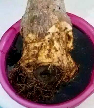 发财树能自吸盆养殖吗？发财树能水培吗？