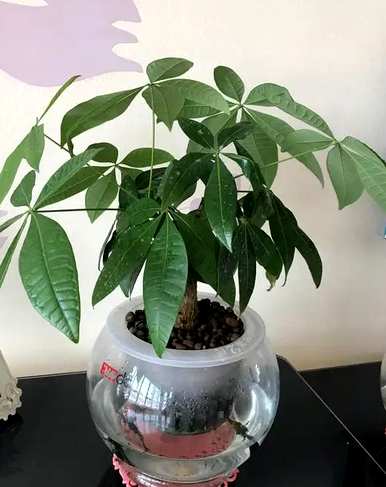 发财树能自吸盆养殖吗？发财树能水培吗？