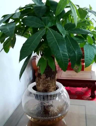 发财树能自吸盆养殖吗？发财树能水培吗？