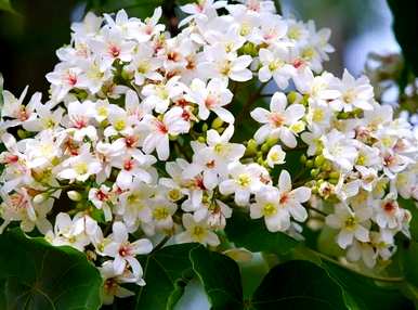 木油桐花的花语，油桐花的花语和寓意