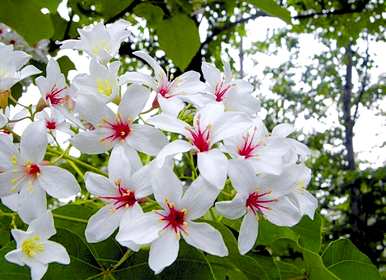 木油桐花的花语，油桐花的花语和寓意