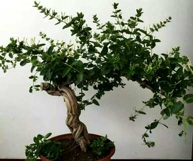 如何修剪金银花盆景的形状，如何修剪金银花盆景的形状