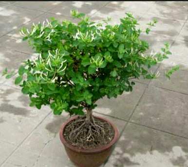 如何修剪金银花盆景的形状，如何修剪金银花盆景的形状