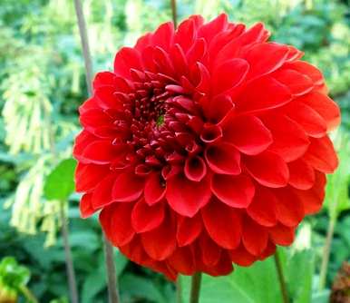 三月开什么花，三月开白花的乔木