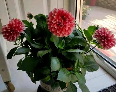 三月开什么花，三月开白花的乔木