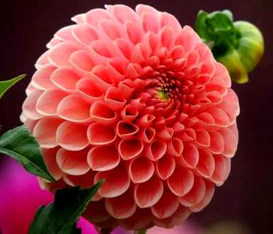 三月开什么花，三月开白花的乔木