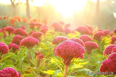 真爱永恒的鸡冠花语，鸡冠花语是什么？