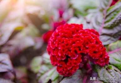 真爱永恒的鸡冠花语，鸡冠花语是什么？