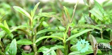 铁皮石斛枝种植，铁皮石斛种植什么？
