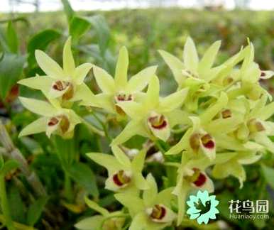 铁皮石斛枝种植，铁皮石斛种植什么？