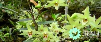 铁皮石斛枝种植，铁皮石斛种植什么？