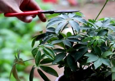 鸭掌木怎样修剪好看，鸭掌木冬天可以修剪吗？