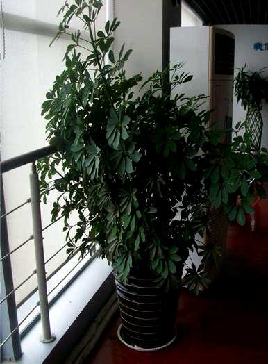 鸭掌木怎样修剪好看，鸭掌木冬天可以修剪吗？