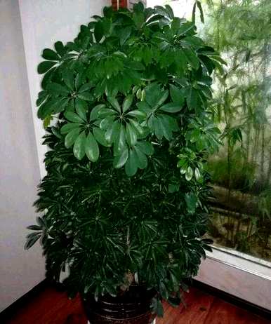 鸭掌木怎样修剪好看，鸭掌木冬天可以修剪吗？