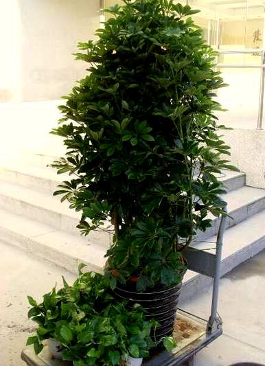 鸭掌木怎样修剪好看，鸭掌木冬天可以修剪吗？
