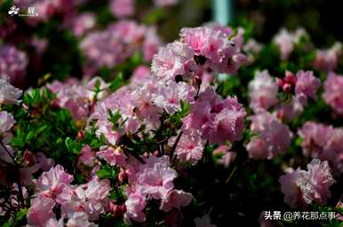 西洋鹃花开花的条件，西洋鹃花一年开几次花