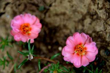 什么花适合船型花盆，什么花适合月种？