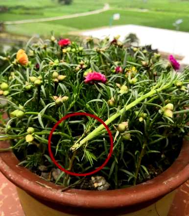 什么花适合船型花盆，什么花适合月种？