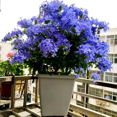 什么花适合船型花盆，什么花适合月种？
