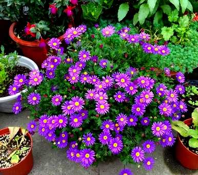 什么花适合船型花盆，什么花适合月种？