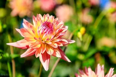 什么花适合船型花盆，什么花适合月种？