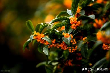 桂花的外观特征，桂花的特点是什么？