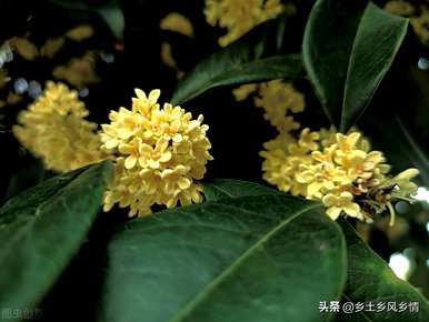 桂花的外观特征，桂花的特点是什么？