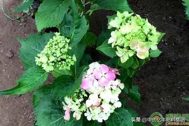 如何培育绣球花？广东适合绣球花吗？
