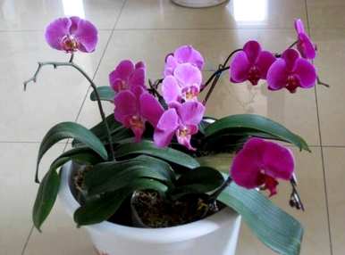 蝴蝶兰怎么开花？蝴蝶兰什么时候开花？
