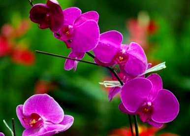 蝴蝶兰怎么开花？蝴蝶兰什么时候开花？