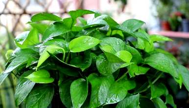 什么植物适合室内水池，什么植物适合室内水池？