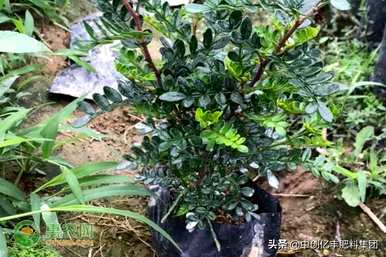 如何种植清香木，种植云南清香木苗