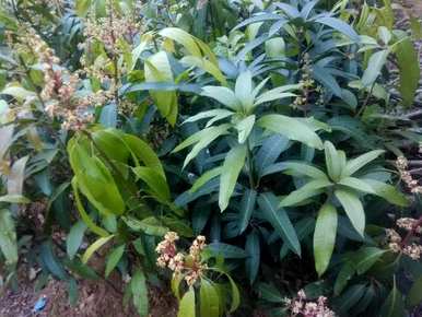 芒果盆栽冬天怎么养，芒果盆栽冬天怎么养？