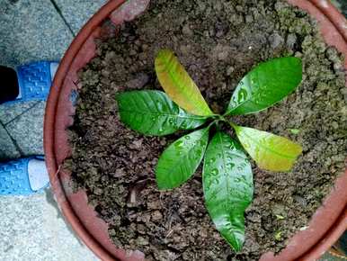 芒果盆栽冬天怎么养，芒果盆栽冬天怎么养？
