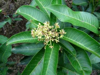 芒果盆栽冬天怎么养，芒果盆栽冬天怎么养？