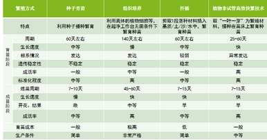 红叶杨树是什么品种的树，红叶幼苗杨树是什么品种？
