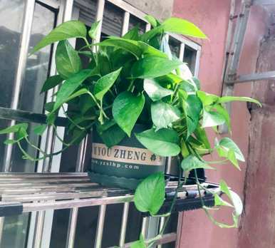 绿萝有黄叶的原因是什么？土栽绿萝黄叶怎么办？