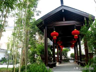 琴尾竹的种植方法，如何培育琴丝竹盆栽