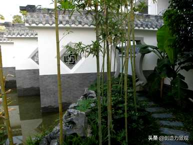 琴尾竹的种植方法，如何培育琴丝竹盆栽