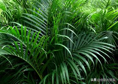 琴尾竹的种植方法，如何培育琴丝竹盆栽