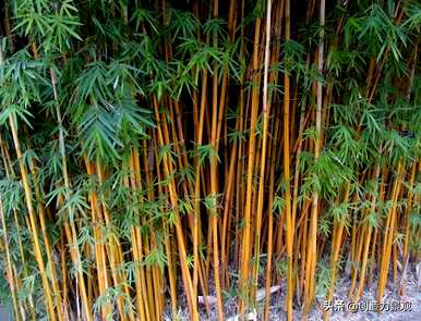 琴尾竹的种植方法，如何培育琴丝竹盆栽