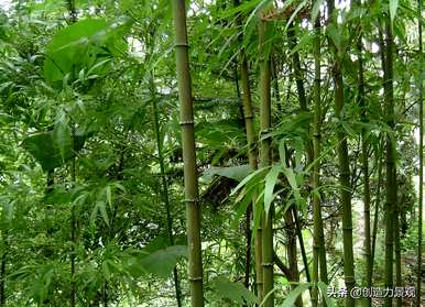 琴尾竹的种植方法，如何培育琴丝竹盆栽