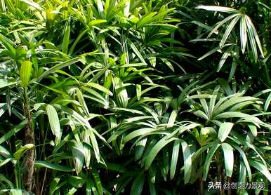 琴尾竹的种植方法，如何培育琴丝竹盆栽