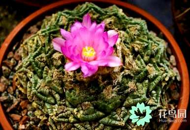 龟甲牡丹的产地在哪里？龟甲牡丹的产地在哪里？